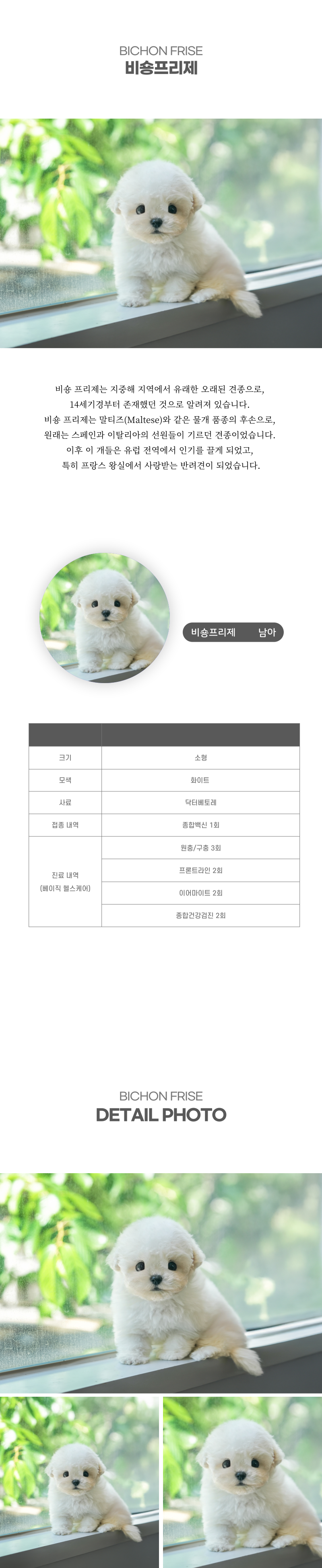 미니비숑_상세이미지_2
